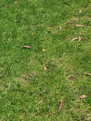 Colias dimera