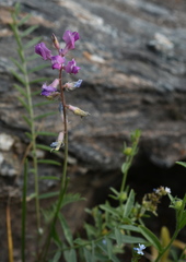 Oxytropis teres