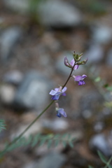 Oxytropis teres