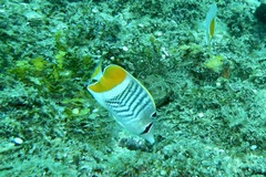 Chaetodon madagaskariensis