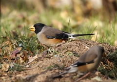 Chinese Grosbeak photo 5