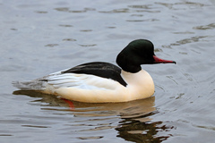 Mergus merganser