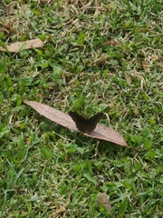 Panyapedaliodes drymaea