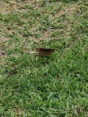 Panyapedaliodes drymaea