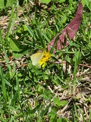 Colias lesbia