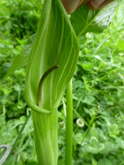 Arisaema jacquemontii