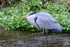 Ardea cinerea