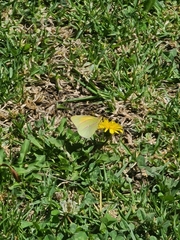 Colias lesbia