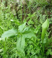 Arisaema jacquemontii