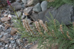 Myricaria bracteata