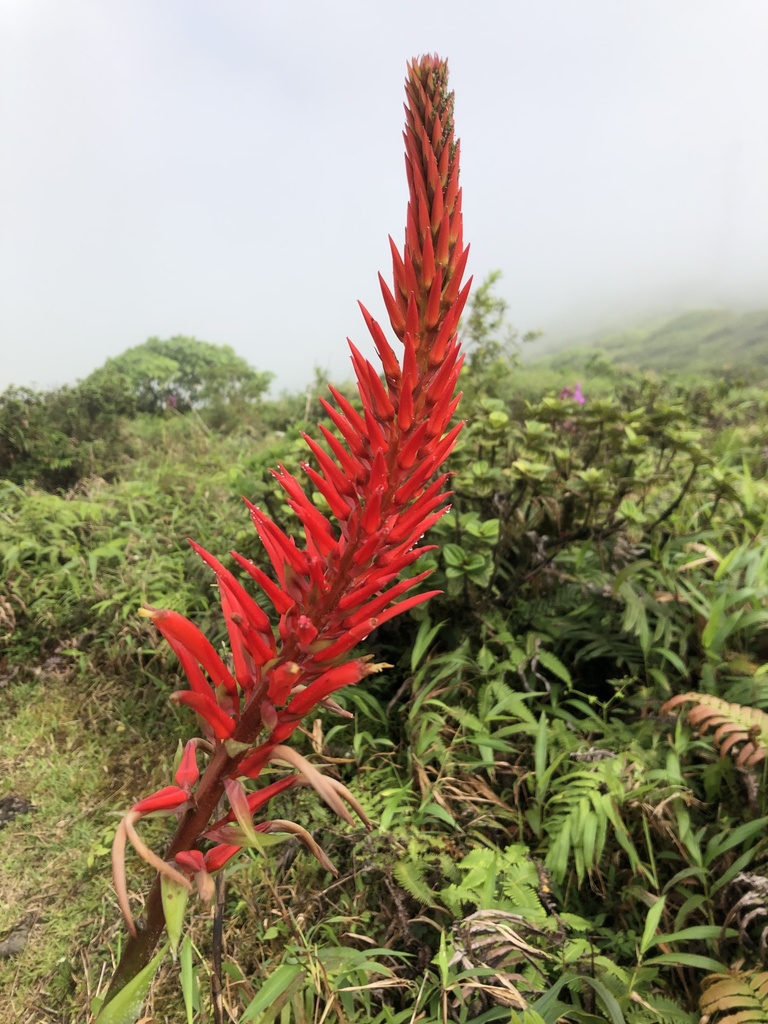 Pitcairnia spicata