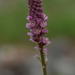Myricaria bracteata - Photo (c) petr_kosachev, algunos derechos reservados (CC BY-NC), subido por petr_kosachev