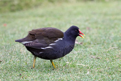 Gallinula chloropus