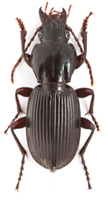 Pterostichus tristis