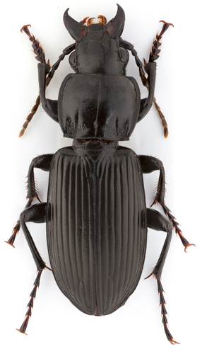 Rain Beetle, photo 2 of 10