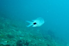 Abudefduf sparoides