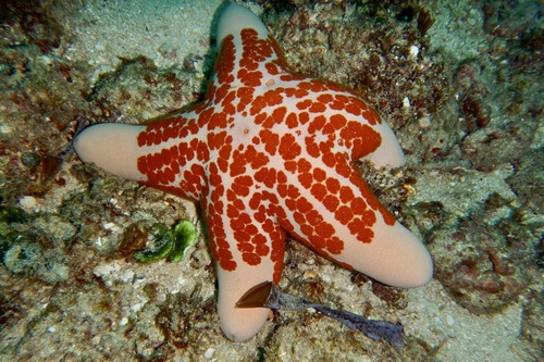 Photo of Granulated Starfish (Choriaster granulatus)