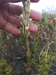 Satyrium eurycalcaratum