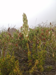 Satyrium eurycalcaratum