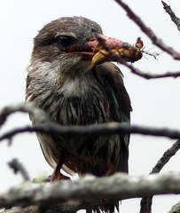 Gryllotalpa africana