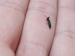 Phosphaenus hemipterus