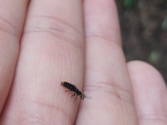 Phosphaenus hemipterus