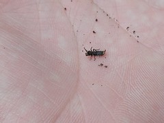 Phosphaenus hemipterus