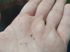 Phosphaenus hemipterus