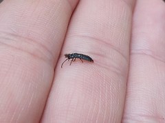 Phosphaenus hemipterus