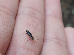 Phosphaenus hemipterus