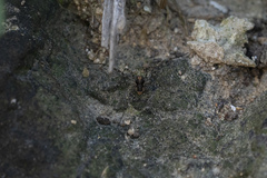 Metaplatybunus rhodiensis