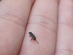 Phosphaenus hemipterus