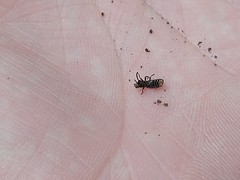 Phosphaenus hemipterus