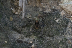 Metaplatybunus rhodiensis