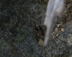 Metaplatybunus rhodiensis