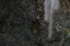 Metaplatybunus rhodiensis