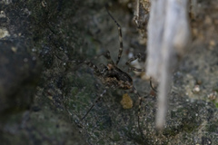 Metaplatybunus rhodiensis
