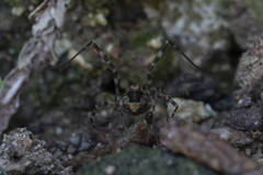 Metaplatybunus rhodiensis