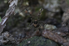 Metaplatybunus rhodiensis