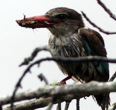 Gryllotalpa africana