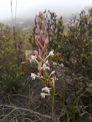 Satyrium eurycalcaratum