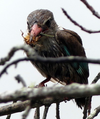 Gryllotalpa africana