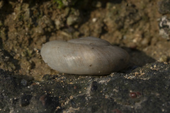 Eopolita protensa