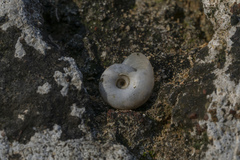 Eopolita protensa