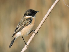 Saxicola maurus