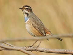 Luscinia svecica