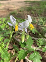Solanum sisymbriifolium
