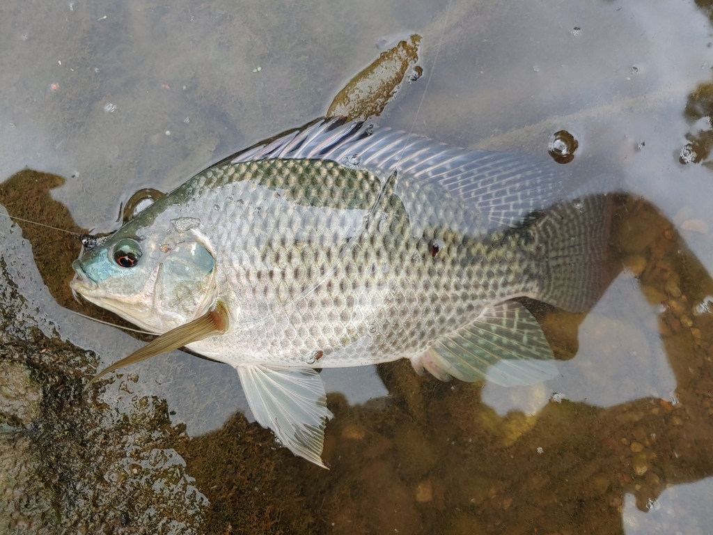Nile Tilapia from Woodland Heights, Houston, TX, USA on May 8, 2020 at