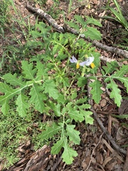 Solanum sisymbriifolium