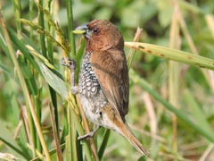 Lonchura punctulata